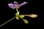 Florida scrub roseling